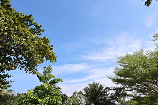 View from the ground through branches of trees such as Ivory Coast almond or Black Afara, Tropical Almond or Indian Almond, Fiji Fan Palm, palm tree. Various types of trees and the sky in the park.
