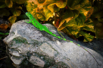 Green Anole