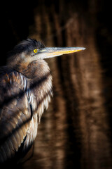 Stumpy Lake Great Blue 4