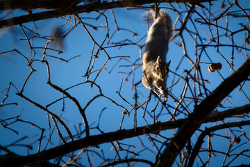 Stumpy Lake Squirrel
