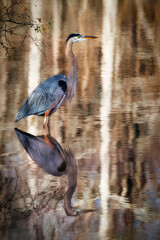 Stumpy Lake Great Blue