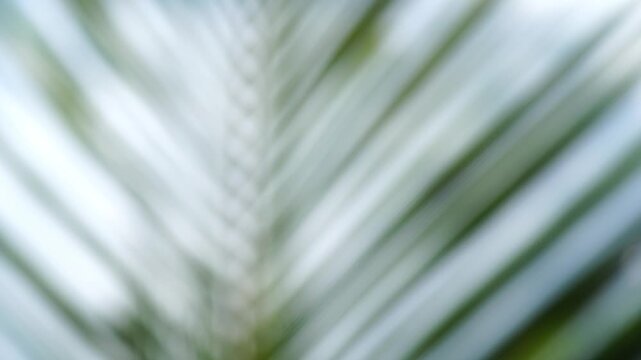 blurred coconut leaf movement