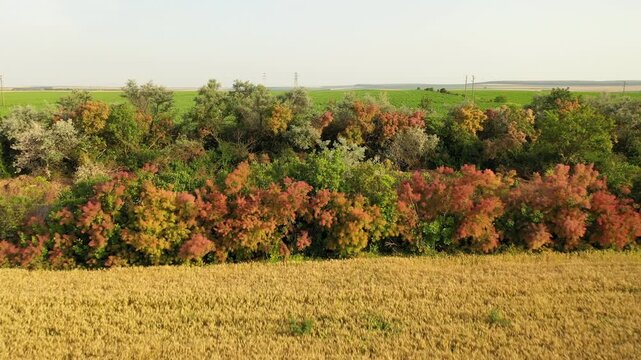 Colorful Smoke Bush in Bloom: drone view along a road in Bulgaria.