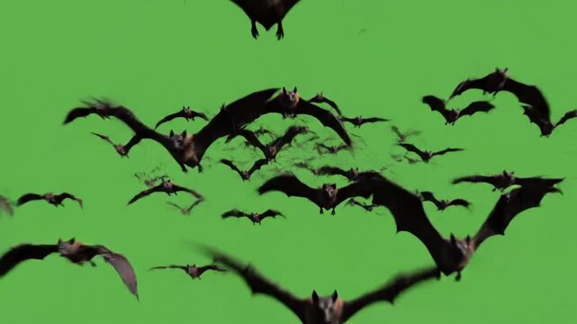 Flock Of Bats Flying On Green Screen Background For Halloween Spooky Wildlife Nature Video