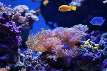 Obraz premium Tropical underwater world with colorful fish swimming around vibrant coral reef illuminated by sunrays, generative ai