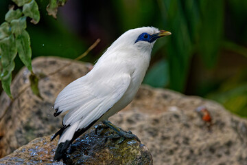 Fototapeta premium The Rothschild’s starling, also known as Martin de Rothschild or Bali’s starling is an endangered species of passerine, endemic to Bali, of which it is an emblem, and where it appears on coins.