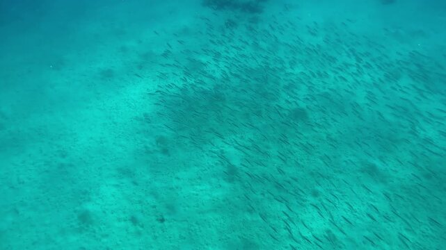 Top view of huge shoal of mackerels swimming above sand seabed on sunny day, Slow motion of Striped mackerel or Indian mackerel, Rastrelliger kanagurta school swims over sandy bottom