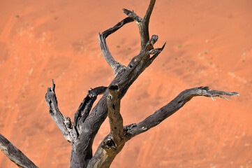 Dry trees in desert crater area at Deadvlei in Sossusvlei