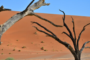 Dry trees in desert crater area at Deadvlei in Sossusvlei