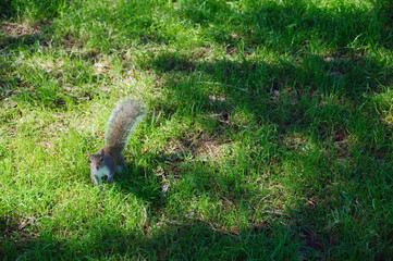 A small Curious Squirrel In Sunlit Park Grass, A Lively Little Moment Of Outdoor Nature eyes looking up. Stands alert in sunlit green grass, capturing a cheerful outdoor moment in a calm park setting.