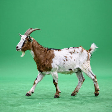 Goat on green background