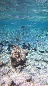 A school of tropical fish is startled by a snorkeler on Maldives local island.