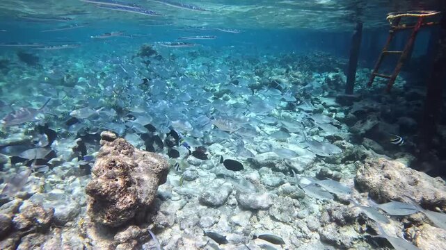 A school of tropical fish is startled by a snorkeler on Maldives local island.