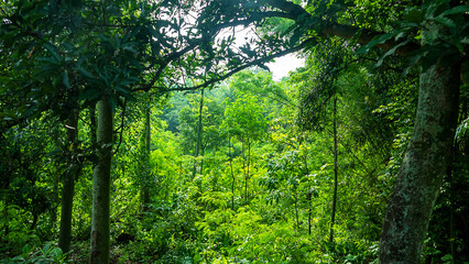 Fototapeta premium Humid rainforest during monsoon rains, rainy season. Java Island. Indonesia