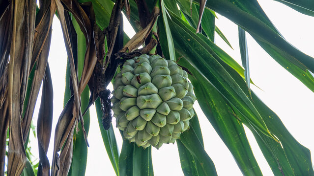 Pandanus tectorius on Bali sea shore. Indonesia. Wintertime. Ripe stone fruit, nuculanium, drupe