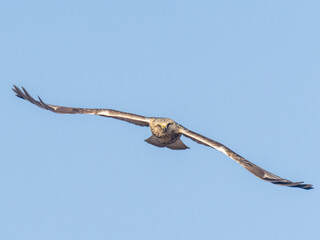 A head on shot of a Rough-legged Hawk in flight towards the camera © Christopher