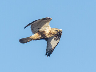 Obraz premium A side-on shot of a light morph plumaged Rough-legged Hawk in flight