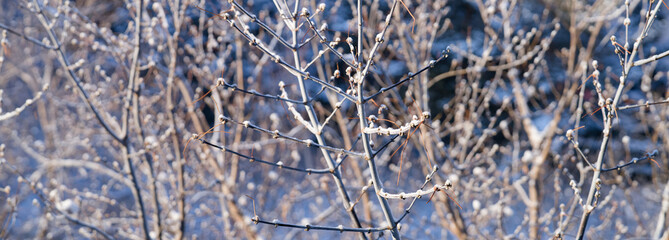 Fototapeta premium Frozen tree branches covered with white snow and ice in sunlight. Beautiful winter nature background for header or website slider. Photo