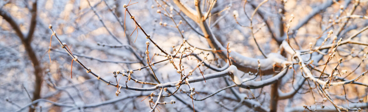 Frozen tree branches covered with white snow and ice in sunlight. Beautiful winter nature background for header or website slider. Photo