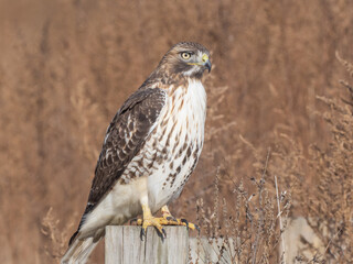 A close up of an immature Red-tailed Hawk hunting from a perch
