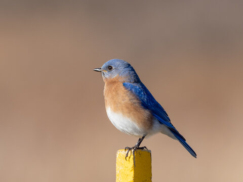 A male Eastern Bluebird perched on the top of a yellow post
