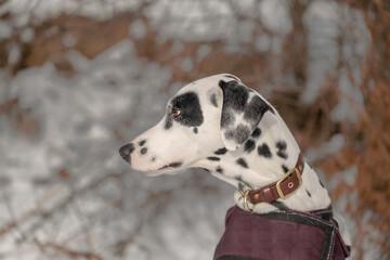 Side view portrait of dalmatian dog wearing a winter jacket and looking away in snowy outdoor background. © Nataliia