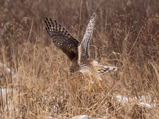 An immature or female Northern Harrier pouncing on prey amongst dry grass