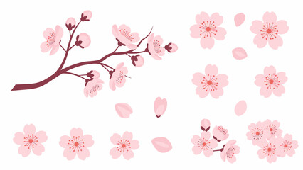 Delicate Pink Cherry Blossom Branch and Petals Isolated on White Background