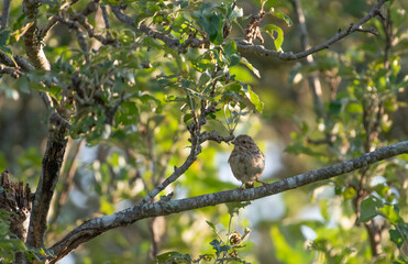 Fototapeta premium Song Sparrow
