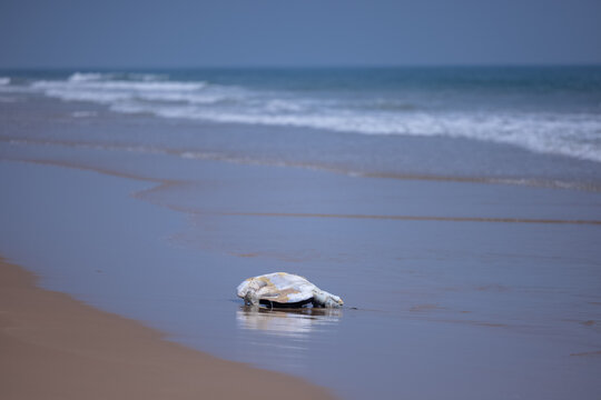 Olive Ridley sea turtle (Lepidochelys olivacea) near sea shore.