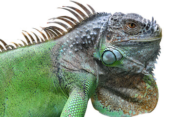 A big iguana lizard on white background.