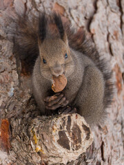 北海道、リス、エゾリス、栗鼠、野生動物、げっ歯類、動物、自然、小動物、哺乳類、かわいい、アルビノ　