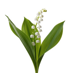 Obraz premium Isolated lily of the valley with delicate white bell flowers