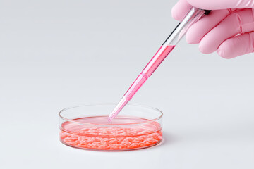 Cell culture with pink liquid in petri dish and pipette held by hand with pink glove in laboratory environment for scientific research and experiment