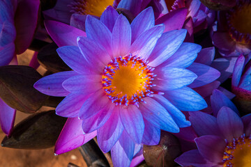 purple water lily close up photograph