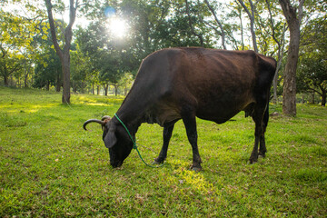 cow on the meadow landscape photograph