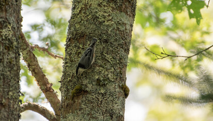 Obraz premium White Breasted Nuthatch