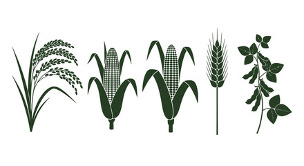 Fototapeta premium Collection of various grain and plant illustrations including rice, corn, wheat, and leaves in a simple style