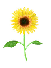 Fototapeta premium Realistic Sunflower Illustration Isolated on White Background