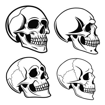 Human skull vector set, various angles of cranium and jaw anatomical illustration