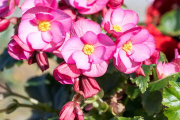 Obraz premium Beautiful Reiger begonia (Begonia × hiemalis) flowers.