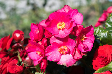 Obraz premium Beautiful Reiger begonia (Begonia × hiemalis) flowers.