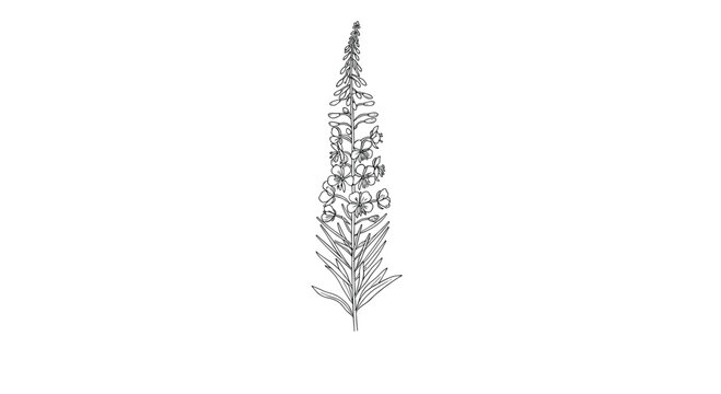 A delicate and minimalist single stem of a fireweed flower illustrated in a clean black and white line art botanical style.