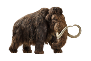 A full body woolly mammoth with dense shaggy brown fur, sweeping curved ivory tusks, strong sturdy legs, realistic animal proportions, and a faint ground shadow isolated on transparent background.