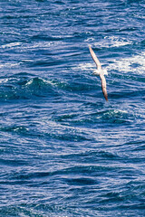 Seabird Gliding Over Deep Blue Ocean Waves