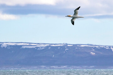 Gannet Seabird Gliding Through Sky Above Snowy Mountains