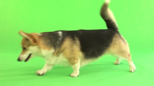 playful Welsh Corgi crawls across a green screen