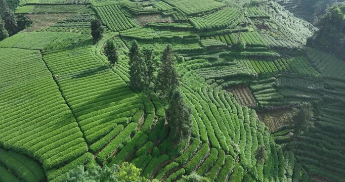Aerial footage of tea farm terrace landscape in China