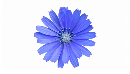 Obraz premium Blue flower isolated on white background; alpine aster or carpophaga mariana