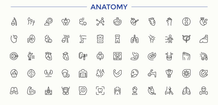 Anatomy. Collection of perfectly thin icons for web design, app, and the most modern projects. The kit of signs for category Medicine, man, kidney, brain, organ, ear and more.